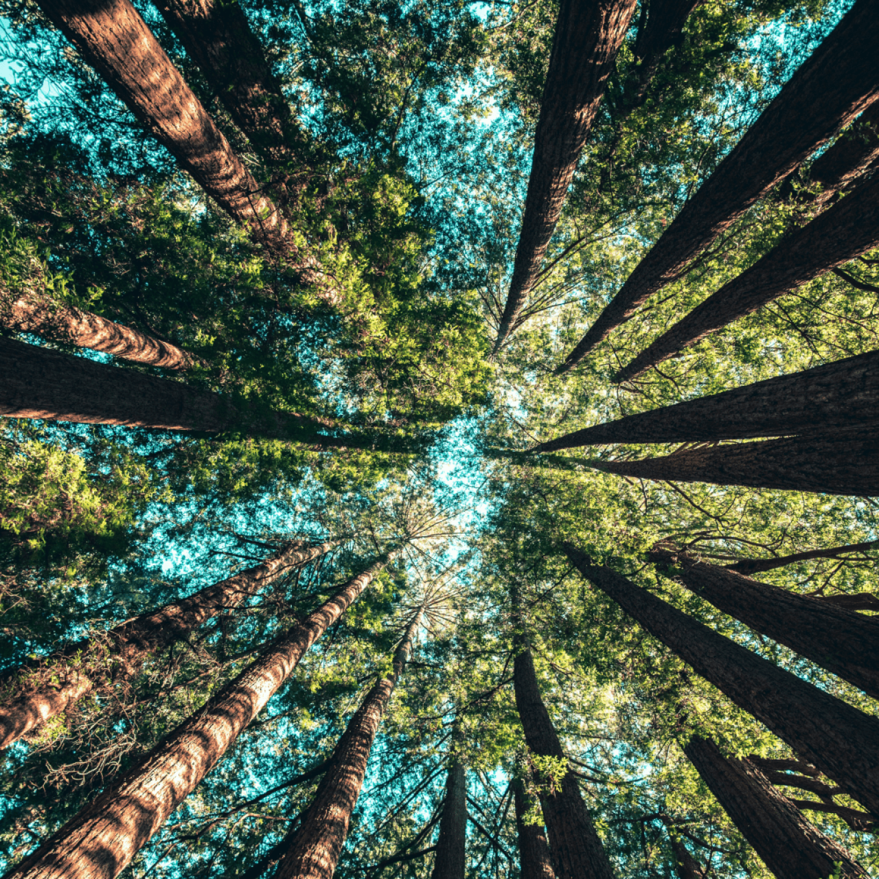 Low angle photography of trees at daytime. Credit: Casey Horner.